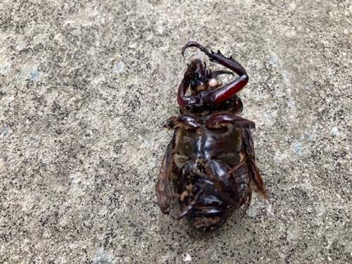 カブトムシ幼虫の菌糸ビン飼育