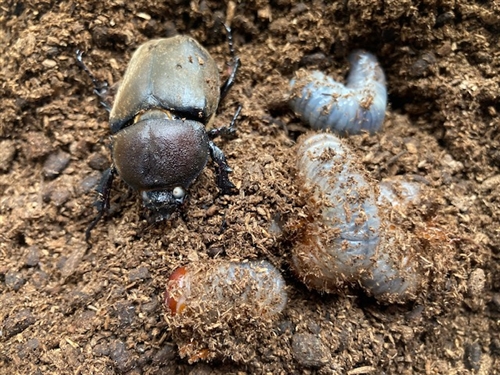 カブトムシが苦手な大人、欲しがる子供(大人になると虫が嫌いになる理由)