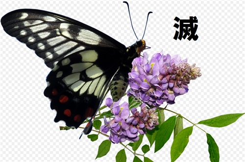 カブトムシがさなぎになる時期はいつ?