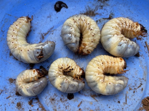 新しい里親が決まりました!