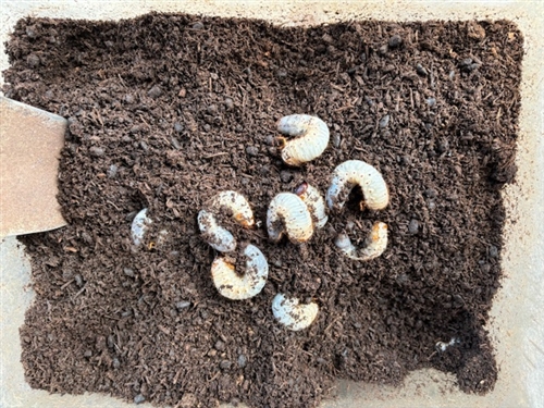 カブトムシReユース里親牧場に新しい仲間が!