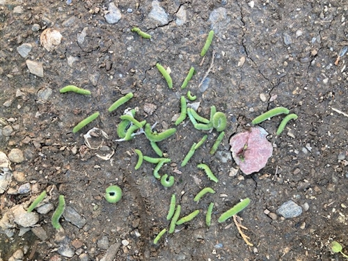 カブトムシ里親牧場でアオムシ退治