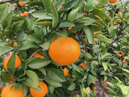 カブトムシの糞、野菜に活用!エコなSDGzの一環で肥料として再利用