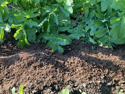 カブトムシの糞、野菜に活用!エコなSDGzの一環で肥料として再利用