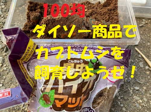 カブトムシの育て方 100均ダイソー編