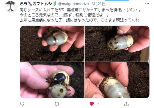 カブトムシの病気、黒点病、黒彊病とは・・・