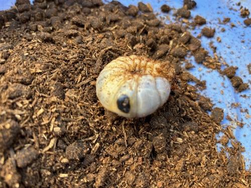 カブトムシ黒点病は治るの?