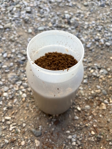 カブトムシ黒点病は治るの?