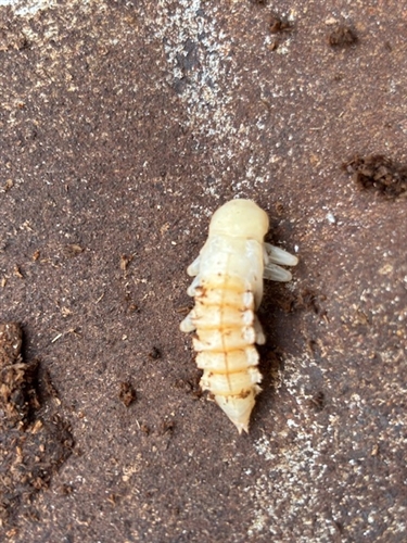 カミキリムシとカブトムシ
