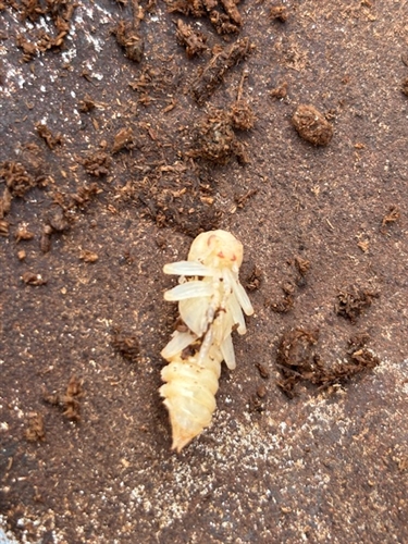カミキリムシとカブトムシ