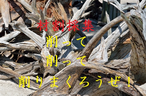 クワガタの材割採集は群馬でね