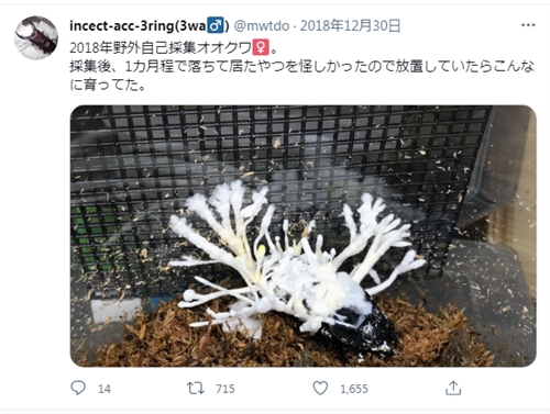 カブトムシの病気、黒点病、黒彊病とは・・・