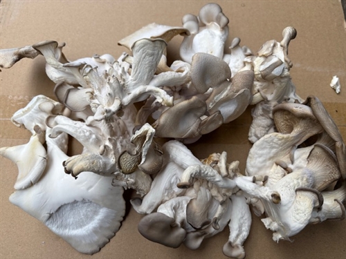 菌糸瓶のキノコは食べられるのか?クワガタだよ!