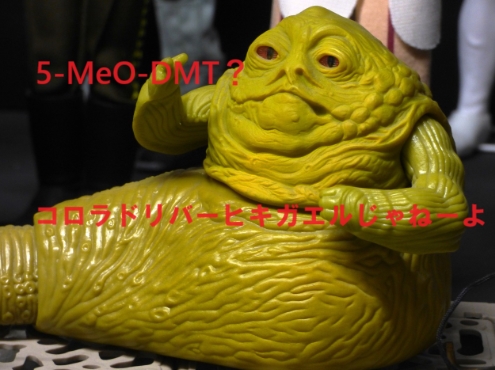 コロラドリバーヒキガエルと5-MeO-DMT: 命の危機と倫理的な考慮