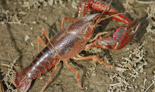 自由研究 小学生 ザリガニ