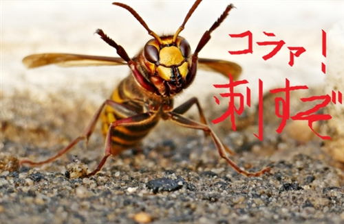 スズメバチ 活動時期 気温