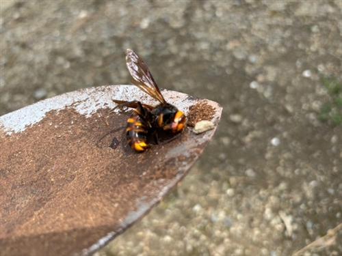 スズメバチの巣、作り始め?