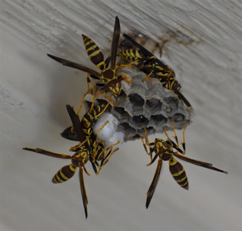 スズメバチ 駆除 料金