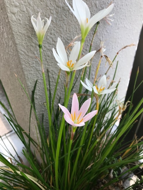 ブログvol.1011〜