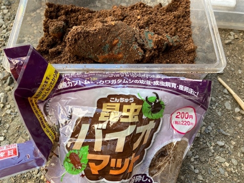 カブトムシ幼虫マットはダイソーがおススメ!?
