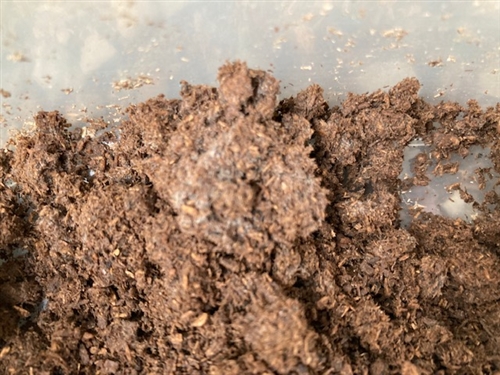 カブトムシ幼虫マットはダイソーがおススメ!?