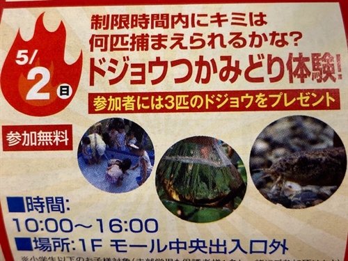奥多摩、青梅市、あきる野市、日の出町のカブトムシ