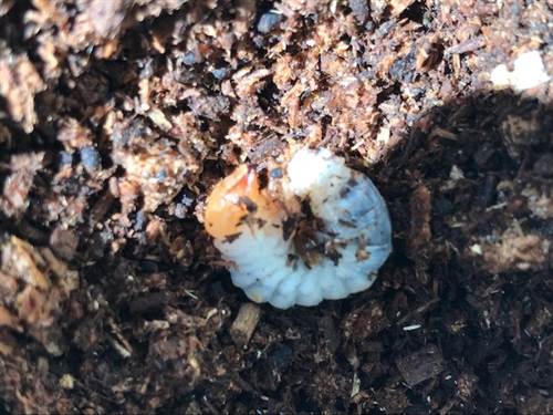 埼玉県のカブトムシ・クワガタ河川敷採集