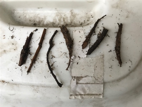 カブトムシの幼虫飼育方法。最強のマットはこれだ