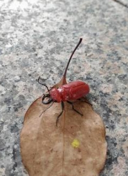 赤いクワガタ ヒラズゲンセイに触れるな!