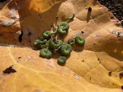 カブトムシの梱包で想像を超えてくる達人