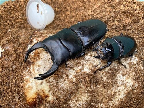 プロゼリーKBファームの口コミと評価