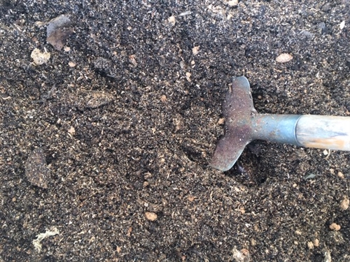 秋のオオクワガタ採集