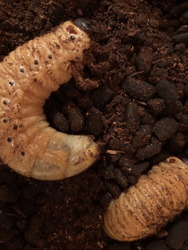 ヘラクレスオオカブトの幼虫潜らない