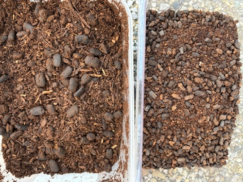 ヘラクレスオオカブトをプレゼントしてもらった