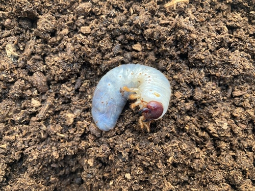 カブトムシやクワガタの血統、遺伝ってどうなの?