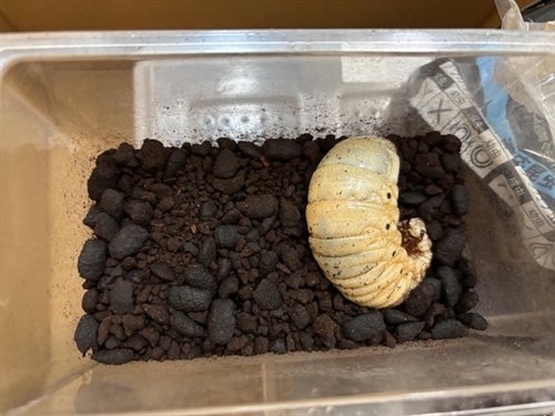 カブトムシハンター倶楽部の参加者の傾向