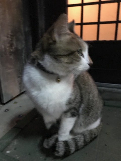 カブトムシの幼虫は共食いするの?