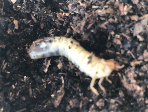 埼玉県のカブトムシ・クワガタ河川敷採集