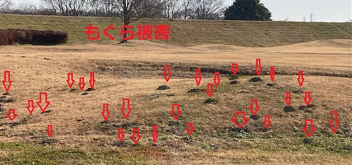 もぐらの駆除・退治方法