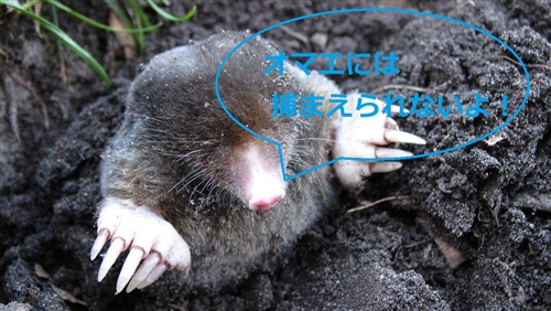 モグラ退治の費用相場:プロに依頼する場合の見積もりや、自分でやる場合のコストを徹底解説