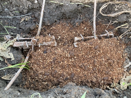 もぐらの駆除・退治方法