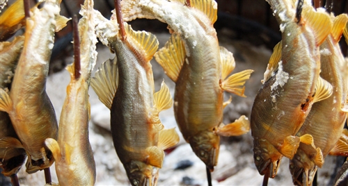 オオクワガタの材割採集。群馬県と埼玉県