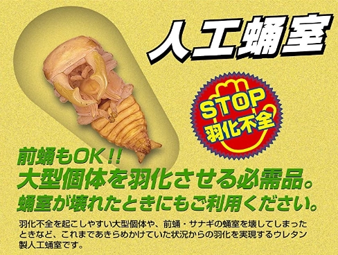 カブトムシの病気、黒点病、黒彊病とは・・・