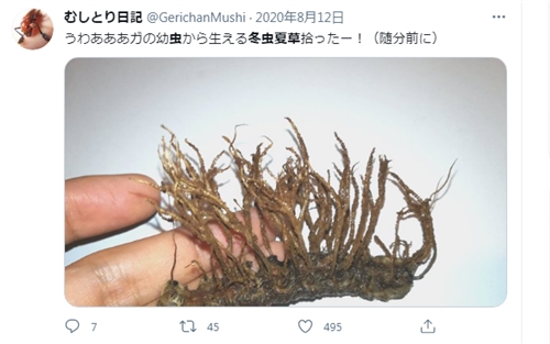 カブトムシの病気、黒点病、黒彊病とは・・・