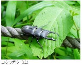 皇居のカブトムシとクワガタは?