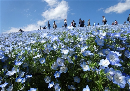 千葉のカブトムシ採集と森田さまー