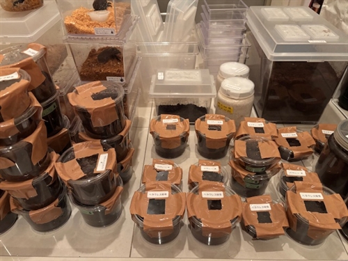 千葉県のカブトムシ、クワガタが群馬県に引っ越してきました