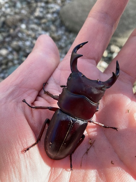 千葉県のカブトムシ採集ポイント 清澄山編