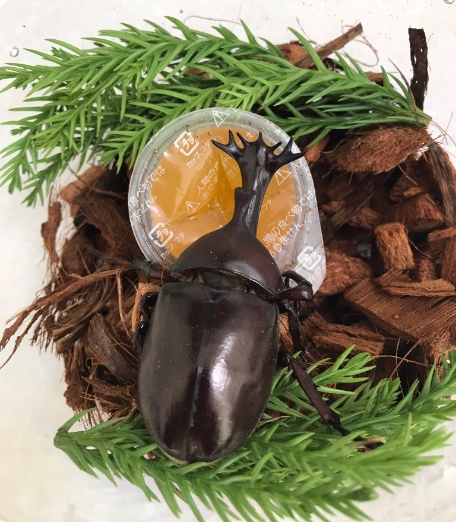 哀川翔 のカブトムシは新種?