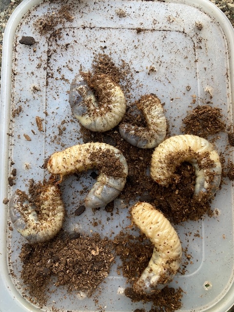 埼玉県本庄上里児玉エリアでカブトムシ・クワガタ採集